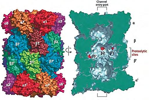 Proteinabbau am Proteasom Schaffen es Proteine nicht, ihre native Struktur zu finden, werden sie dem proteolytischen Abbau zugeführt.