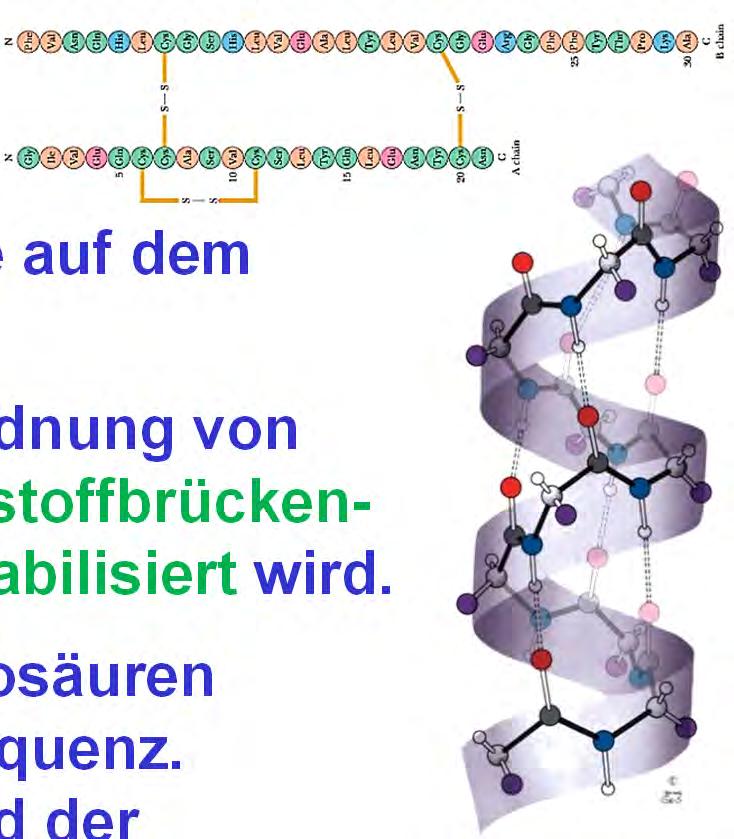 Knick am Prolin führt. Die Faltung der Sekundärstrukturen in eine dreidimensionale Proteinstruktur nennt man Tertiärstruktur.