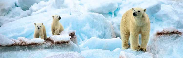 Norwegen Eisbär (S. Turunuen) Spitzbergen Im Land der Gletscher Der besondere Reisetipp Die arktische Vogelwelt erleben!