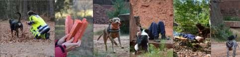 Wir über uns Staffel Uns liegt die Ausbildung von Rettungshunden und deren Hundeführern am Herzen.