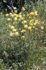 Crepis biennis Linné / Wiesenpippau -