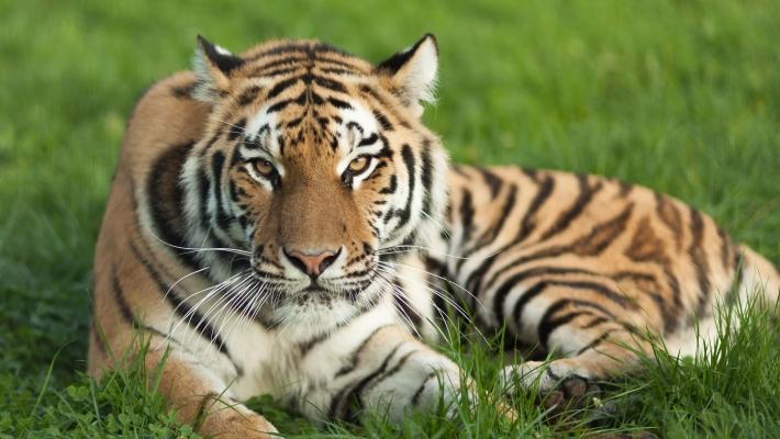 Tigerpark Dassow (29.9 km) Das familiengeführte Erlebnis- und Tigerpark Dasswor besitzt eine der größten Tiger- und Löwenanlagen in Europa.