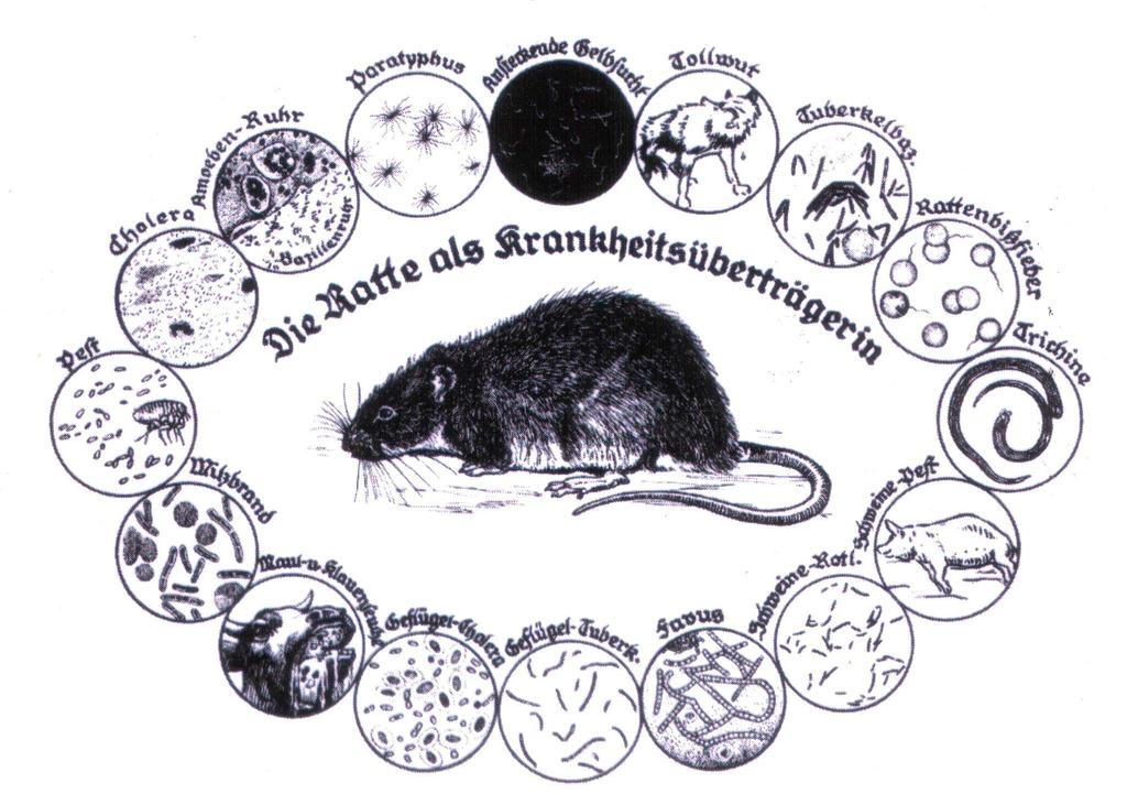 Ratten und Mäuse als Überträger von Krankheiten Erreger Krankheit Übertragung Streptobacillus moniliformis Rattenbißkrankheit mechanisch Leptospira icterohemorrhagiae Weil sche Krankh.