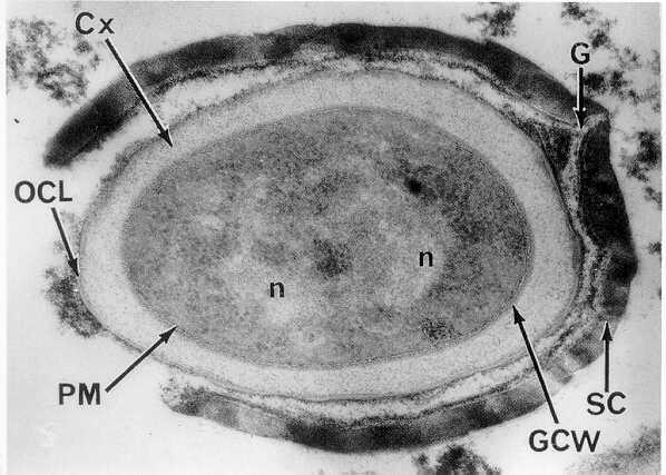 Electron micrograph of a thin section of a Bacillus megaterium spore showing the thick spore coat (SC), germinal groove (G) in the spore coat, outer cortex layer (OCL) and