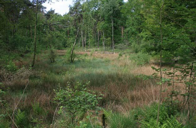 Amphibien und Reptilien In der Kirchheller Heide wurde eine Reihe von Gewässern untersucht. Im Gebiet Kletterpoth betraf dies die beiden Weiher zwischen Haesterkampweg und beweideter Heidefläche.