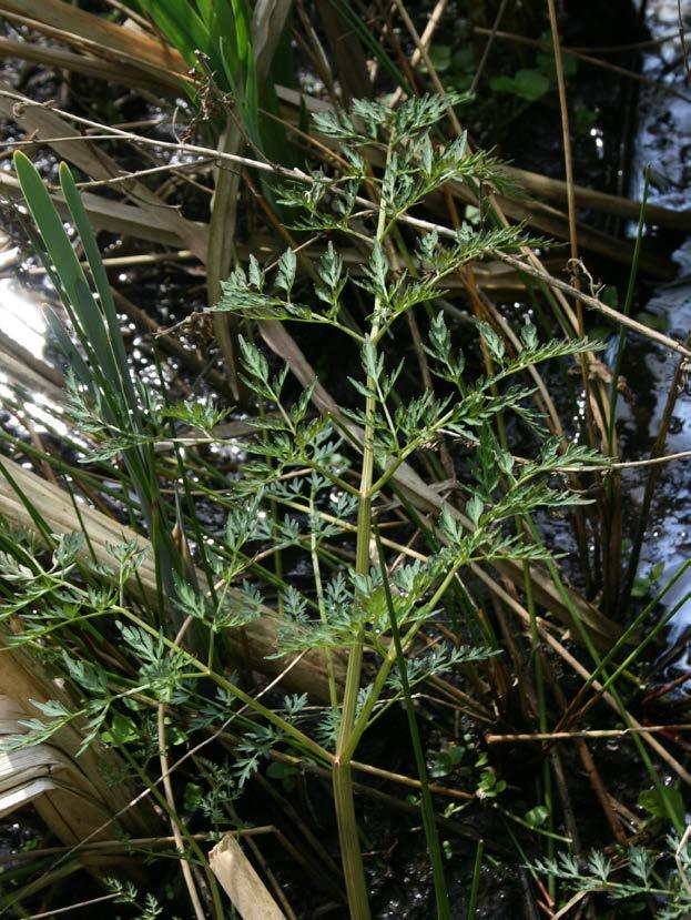 Hier hat sich eine Bruchwald-Vegetation etabliert, die nach 20 Jahren bereits das Spektrum eines Walzenseggen-Erlenbruchs (Carici-Alnetum) mit typischer Vegetationszonierung aus Schilf- und