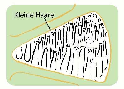 Jedes einzelne Haar ist mit dem Hörnerv verbunden. In unserem Beispiel schlängeln sich die Wellen für das Wort Hallo durch den Wald der kleinen Haarzellen.