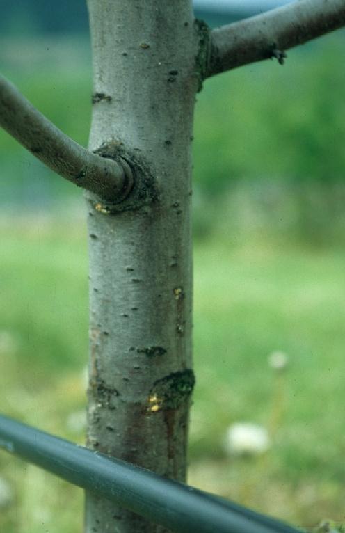 Runzligem Apfelsplintkäfer oder Holzbohrern Befallene Bäume mit verbräuntem Rindengewebe Befallene