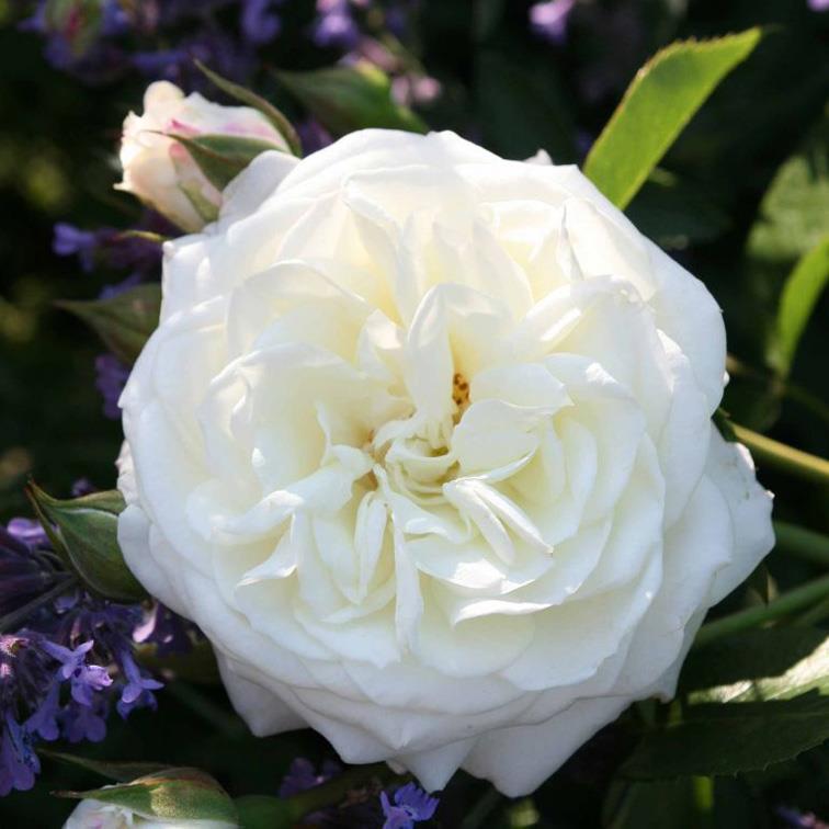 Alabaster moderne Rose crèmeweiss stark gefüllt, 8-10, in Dolden zu 3-5 zart sehr robust rundlich, rosa überzogen aufrecht, buschig üppig, dunkelgrün, stark glänzend 70 cm 40