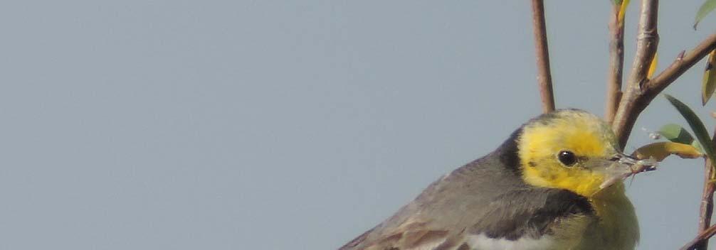 16 Ornithologischer Rundbrief für das Bodenseegebiet Nr. 214 / November 2014 gen; HRo, ST), Anselfingen (mind.