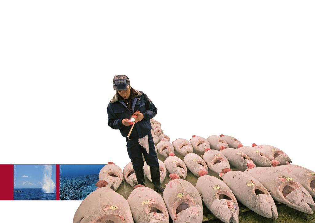 Piraten mit Netzen: Die IUU-Fischerei Eines der am stärksten betroffenen Opfer der Fisch-Piraten ist der Rote Tunfisch im Mittelmeer.