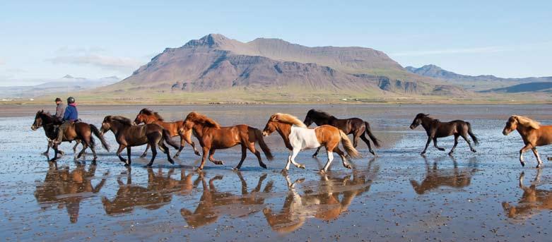 Wikinger-Touren charakterstarken und flotten Islandpferde?