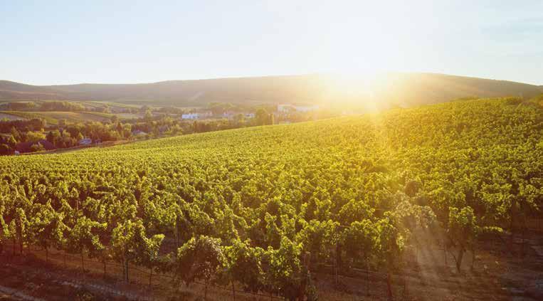 Art.Nr. Artikelbezeichnung Fl.-Anz. Karton Qualitätsweine Niederösterreich Das Beste aus Niederösterreichs Weingärten dafür stehen die Weine der Serie Vinothek.