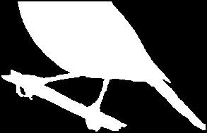 Gattung: Parus Art: Kohlmeise (Parus major) (aus Wikipedia, der freien Enzyklopädie ) Die Kohlmeise (Parus major) ist eine Vogelart in der Familie der Meisen (Paridae).