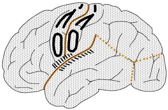 arietallappen Temporallappen Okzipitallappen limbischer Lappen ulcus centralis ulcus lateralis Gyrus praecentralis Gyrus postcentralis A A A7 A A Olf Bz Wz F a Bz A A Telencephalon Diencephalon