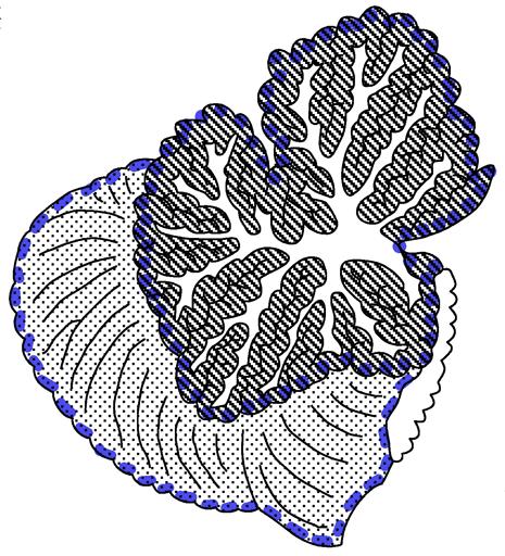 Kleinhirn äussere Gliederung Vermis & Flocculus, Hemisphären Kleinhirnwindungen = Folien innerer Aufbau Rinde & ark «Arbor vitae» Kleinhirnkerne eingebettet im ark, Quelle des Outputs