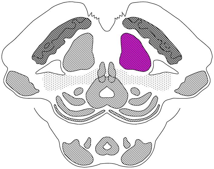 esencephalon graue ubstanz motorische Hirnnervenkerne: Nc N oculomotorii, Nc N trochlearis parympathischer Hirnnervenkern: Nc accessorius N oculomotorii (Edinger-Westphal-Kern) sensibler