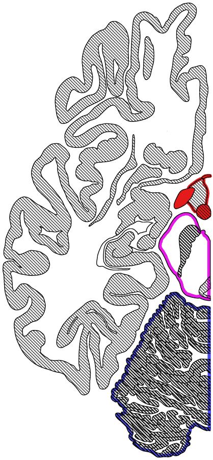 Hypothalamus Anatomie Kernkomplex, bildet ventrale eitenwand und Boden.