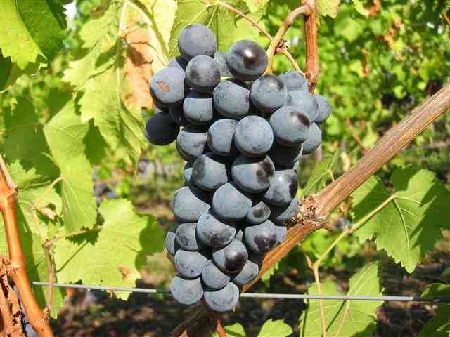 Blauer Trollinger!Klon WVW 17 Ein neuer Klon des Weinbauverbandes Württemberg, der durch kleinere Trauben und Beeren hervorsticht. Der Ertrag ist geringer.