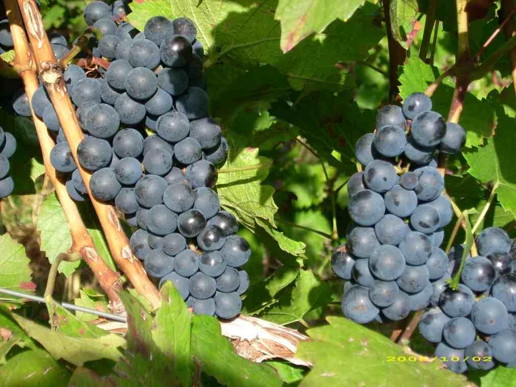 Klon 0804) Dies ist ein Klon des Weinbauverbandes. Hier ist die Traube selbst nicht mehr so lange und etwas gedrungener.