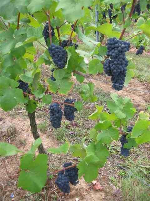 Schwarzriesling!Klon We 292 Dieser Klon fällt durch seinen mittleren Ertrag und die hohe Qualität auf.