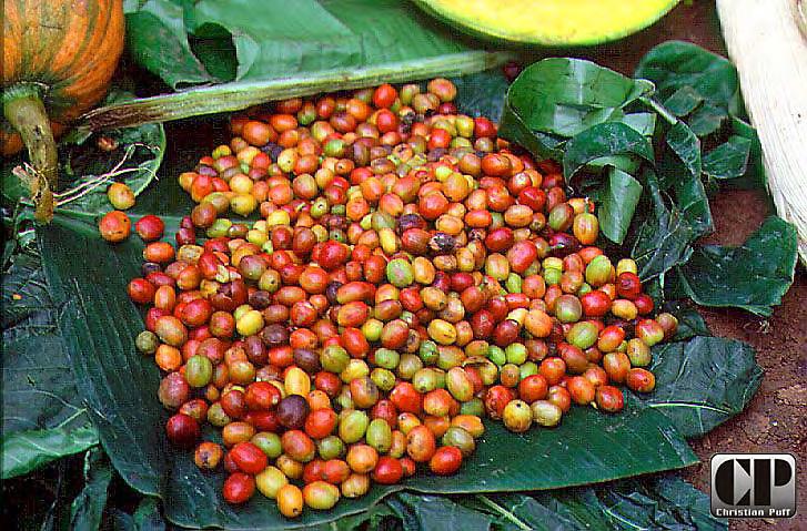 Kaffee - Aufbereitung Unreife Samen setzen die Qualität des Kaffees herab, daher wurden