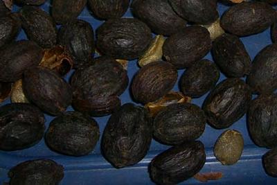 Kaffee: getrocknete Kirschen Trockene Aufbereitung: Auf großen Feldern werden die Früchte unter