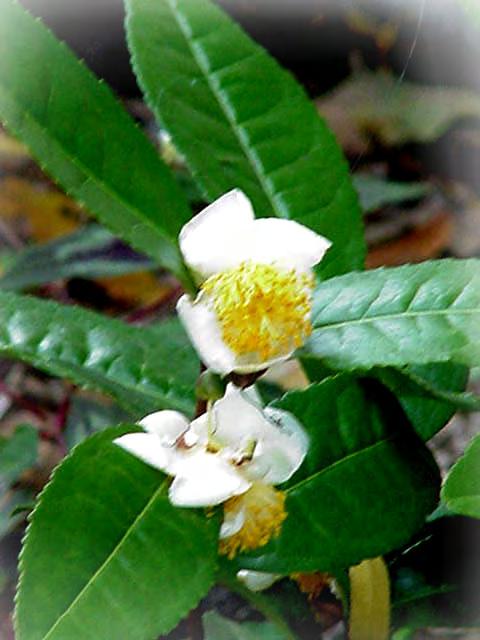 Tee (Camellia sinensis) Teebäume (Assam-Tee) werden 10 m hoch, in Kultur aber klein und strauchförmig gehalten.