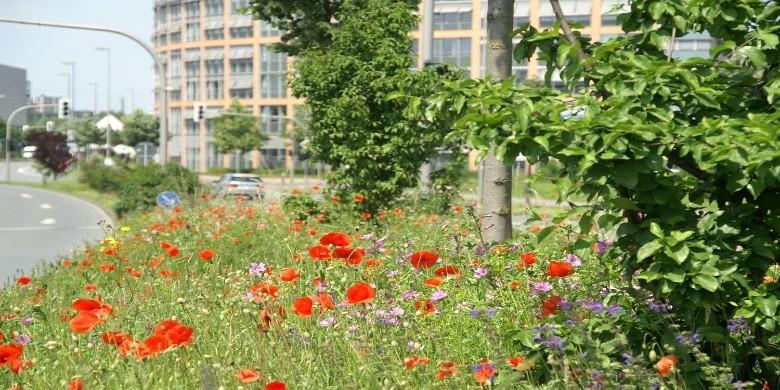 Münster Pestizidfrei seit: 1989 Geltungsbereich: städtische Flächen und Flächen der