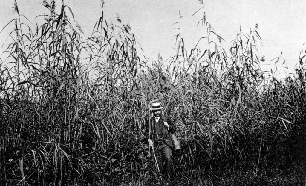 Abbildung 2: Eugen Baumann in 5 Meter hohem Schilfröhricht im Gewann Rohrschachen auf der Reichenau. Foto von A. Suter, 8.09.1906, Tafel. 15a in Baumann (1911b).