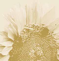 Grusswort Rolf-Peter Rocke zur»adac-sunflower-rallye 2007«Liebe Oldtimerfreunde, es ist schon eine liebgewordene Tradition, Sie an dieser Stelle ganz herzlich zur bereits sechsten