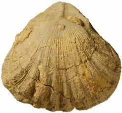 Opfer des Massenaussterbens: links oben Fusulinen (hier Triticites) kamen im späten Paläozoikum oft in gesteinsbildender Häufigkeit vor, bevor sie am Ende des Perm ausstarben (der Durchmesser der