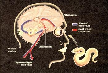 Ein direkter Weg zur Amygdala Direkte neuronale Verbindung vom sensorischen Thalamus zur Amygdala, ohne Zwischenstation im Neokortex Thalamo-Amygdala Projektion Wichtige Rolle in