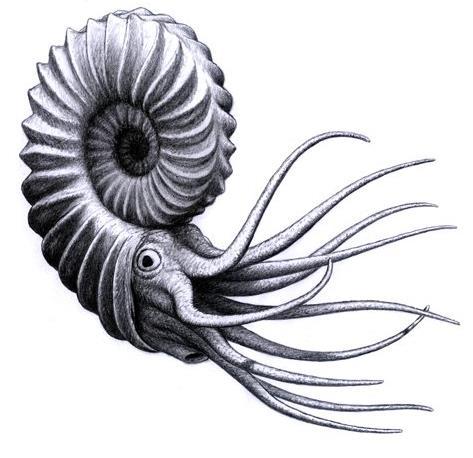 Amon: Ägyptischer der Luft Gott der Sonne, des Himmels und Luft Muscheln (Mollusca), Kopffüßer (Cephalopoda)