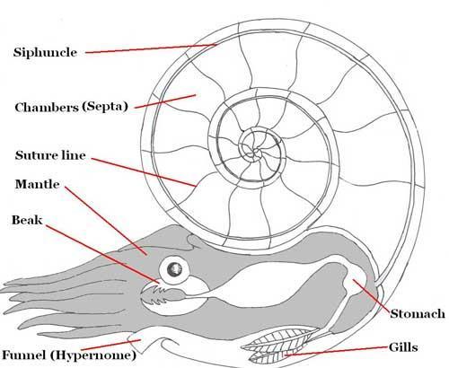 Das Sifon ist eine Leitung, welche Gas enthält, und dem Ammoniten durch verschiedenen Gasdruck ermöglicht, die Schwimmhöhe zu regulieren