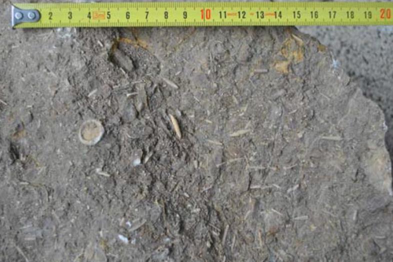 Seeigel (Echinoidea) Als Fossilien wurden Stacheln und Corona (feste Schale)