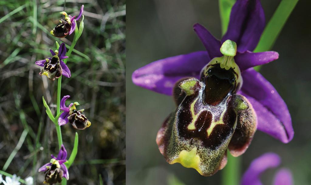 Abb. 1: Ophrys homeri. Blütenstand und eine typische Blütenlippe; letztere, wie sie oft auch in Orchideenbüchern gezeigt wird (z.b.: Baumann et al. 2006: 167).