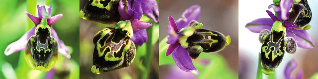 Die Grenzen der Kontinuen waren in allen Fälle eindeutig erkennbar, es gab keine Fortsetzung z.b. in Richtung von Ophrys scolopax (Syn.: O. oestrifera; Hennecke & Munzinger in prep.