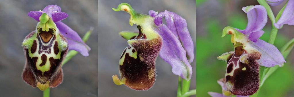Ophrys lacaena, die offensichtlich auch eine vergleichbare große phänotypische Variabilität von fucifloroid bis solopaxoid aufweist!
