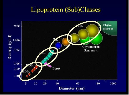 LIPOPROTEIN KLASSEN UND Subfraktionen Chylomikronen: kontinuierliche Partikelgrößen VLDL: