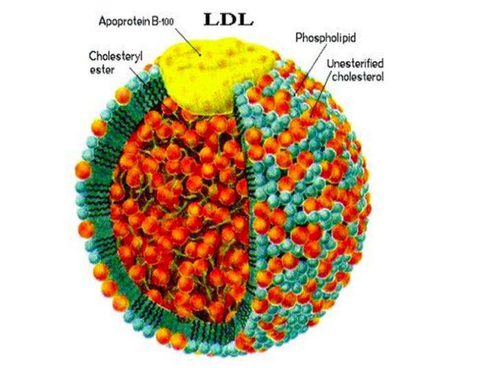 LDL PARTIKEL LDL- Partikel sind die primären Transportpartikel für Cholesterin im