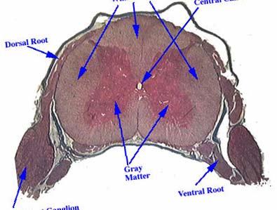 Außerhalb des ZNS, also im peripheren Nervensystem (PNS), befinden sich die Dorsal Root Ganglia (DRG), die aus den sensorischen