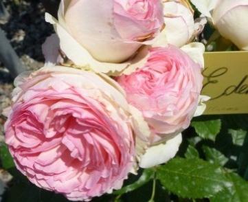 Kletterrosen Eden Rose Meilland 85 rosarot, zum Blütenrand hin rahmweiss,