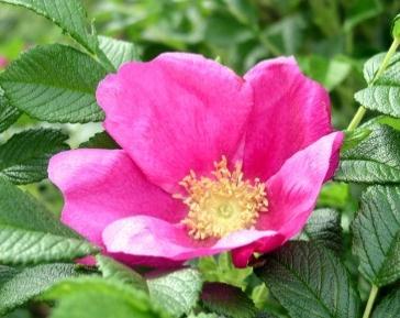5m Rosa rugosa rosa bis violettrote, einfache Blüte, grosse, rote