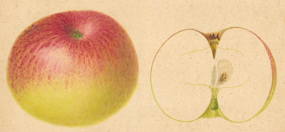 Abb.4: Die Buntstiftzeichnung aus Geisenheim zeigt eine Farbabbildung von Müschens Rosenapfel. Sie entstand Ende des 19. Jahrhunderts.