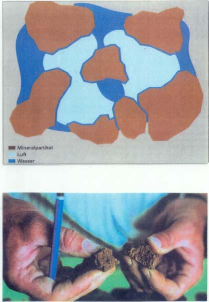 Bodengefüge (locker fest; offen geschlossen) Porenvolumen: 45-55
