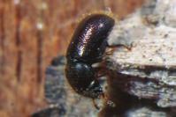 Abb. 13: Dorcatoma minor (Anobiidae): Dieser Pochkäfer entwickelt sich in verschiedenen Arten von Baumschwämmen. Bislang nur wenige Nachweise aus dem Gutland. (Foto F. Köhler) Abb.