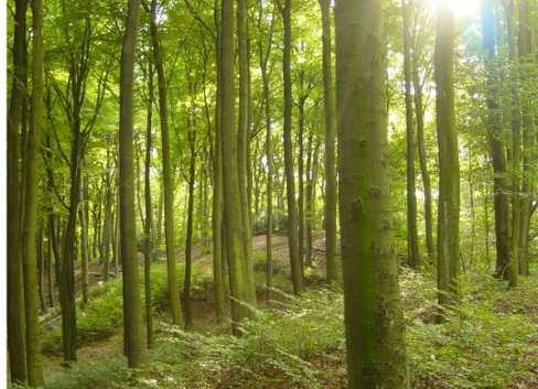 Ansprüche an den Wald in Form seiner Güter Naturschutz/ Biodiversität Klimaschutz (Kohlenstoff- Speicherung) Erholung Holz zur