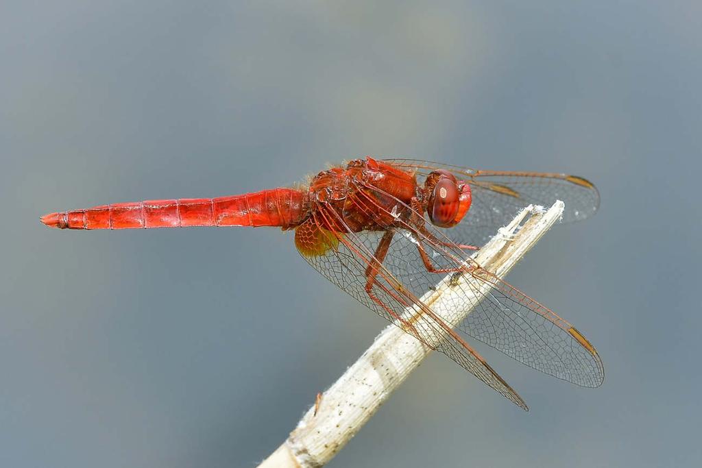 Abbildung 1: Die Feuerlibelle (Crocothemis erythraea) ist eine von drei seit der Erstellung der letzten Gesamtartenliste in Berlin neu nachgewiesenen Arten.