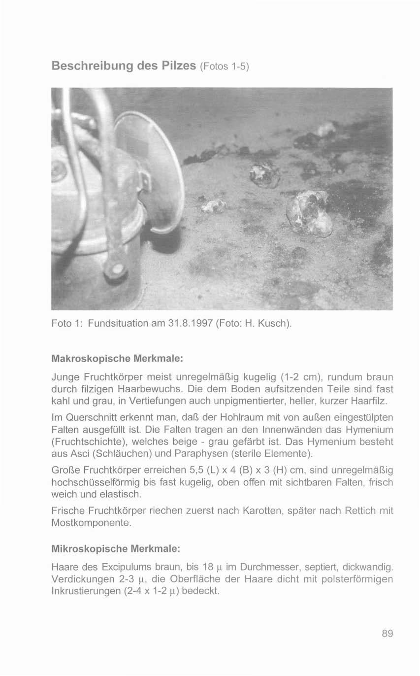 Beschreibung des Pilzes (Fotos 1-5) Foto 1: Fundsituation am 31.8.1997 (Foto: H. Kusch).